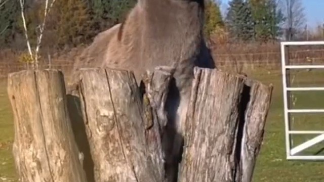 好听吗不好听我再唱一遍