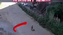 汽车在路上压死一只鸡扬长而去，结果