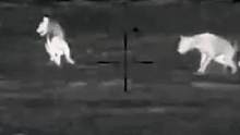 狩猎鬣狗#野生动物零距离 #神奇动物在抖音 #精彩片段 #动物世界 #国外合法狩猎