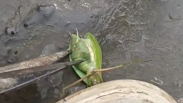 男子近距离观察螳螂