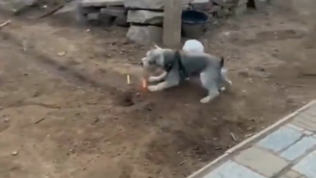 哈哈哈消防意识拉满的狗子