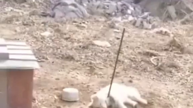 狗:“听说你到处跟人说我嘎了？”