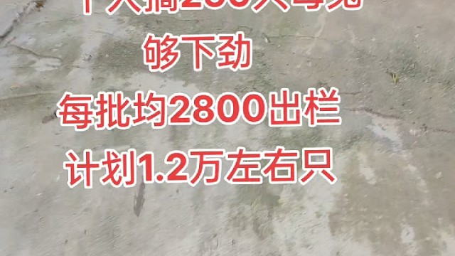 这个小伙子厉害，今年计划出1.3万只-兔价高时,喂饲料兔价低时割草喂