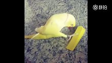 一位主人说，自家的戏精鹦鹉