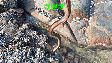 阿平赶海遇到了好多傻瓜鱼，还抓到很长的一条海鳗龙