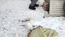 大鹅不是村头一霸吗，竟然然被狐狸咬脖了