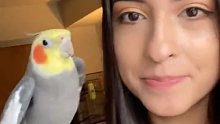 女友出差把鹦鹉交给男友照料，竟然不愿回家还学会了新技能