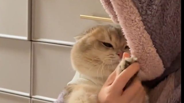 不同性格的小猫被主人抱的反应