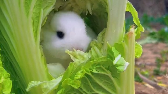 兔兔为了躲狗狗躲进了菜里