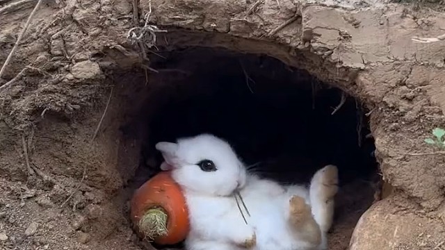 兔兔举头望明月无忧无虑