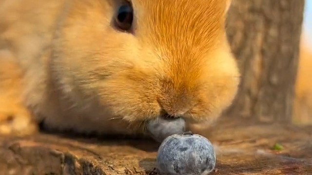 来看兔兔吃蓝莓吧唧吧唧