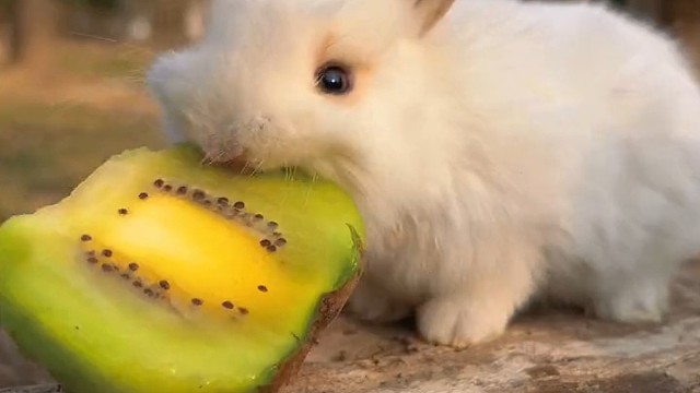 看兔兔一口一个猕猴桃