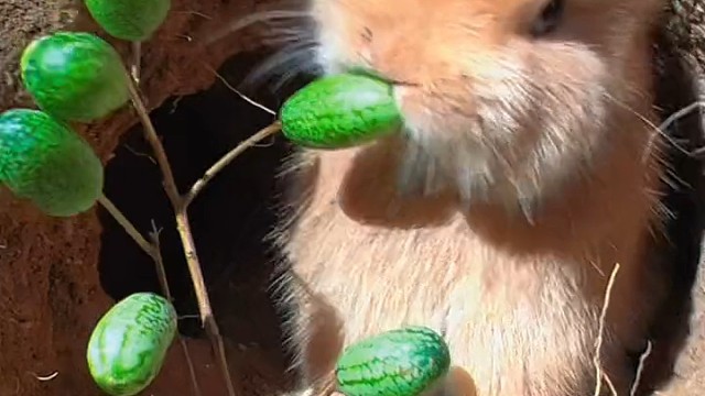 兔兔给大家表演一口一个大西瓜