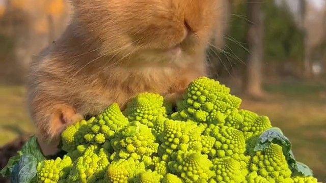 兔兔给大家拜年了哦