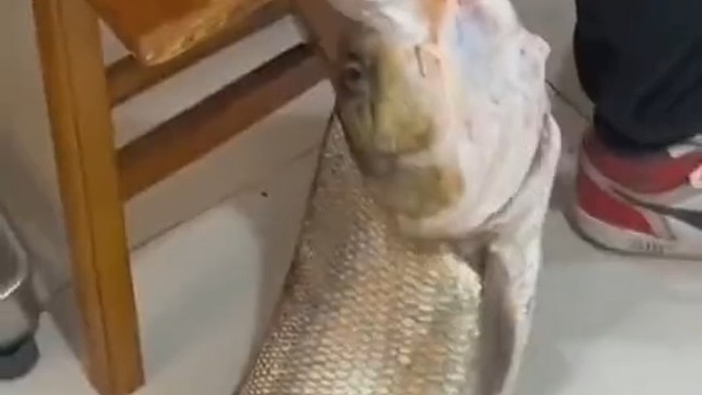 在溜下去快变鱼干了