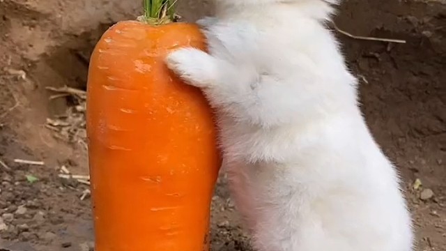 兔兔吃胡萝卜也太可爱了吧