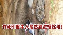 作死印度牛人，跳进了食人莽的巢穴！
