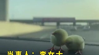 女子路过高速服务区，被大车司机赠送两只小鸡崽，一路开心！