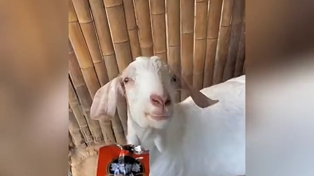 后来他嚼遍全村的草，再也没有当初的味道。