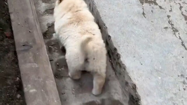 小狗狗凄惨的一天