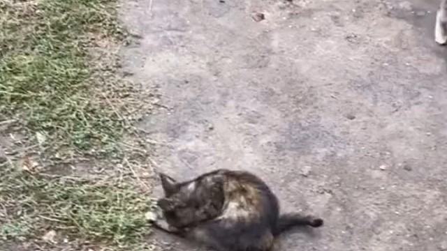 现在的老鼠伙食都这么好了吗