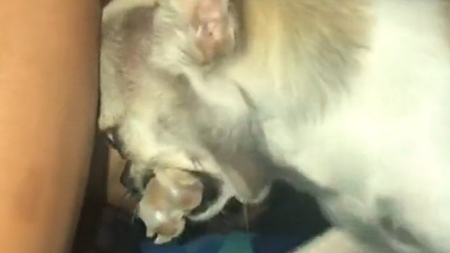 狗子演员试镜满分