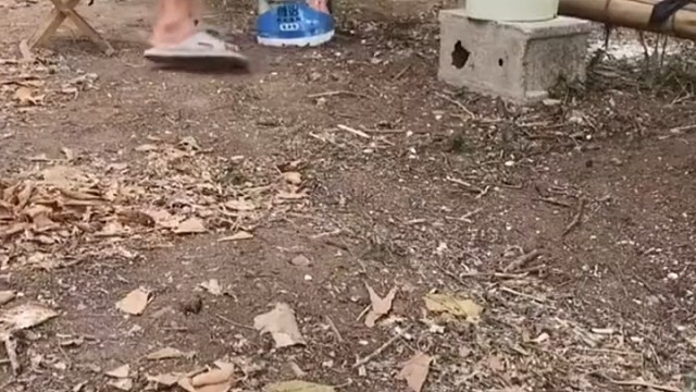 这是什么鸟吃的比钓的还快