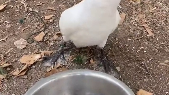 猜猜看这是什么动物