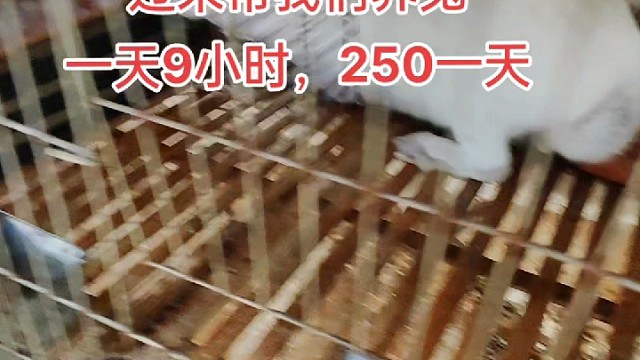 会养的250不赚你的，赚你的250不会养，好矛盾啊