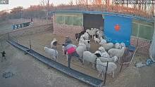 羊圈的羊想咋耍就咋耍