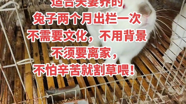 兔子被称为月月兔，80天出来，草食动物，过来考查一下。