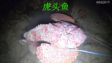 阿平赶海抓获了一条虎头鱼，它身上的颜色跟珊瑚一样鲜艳