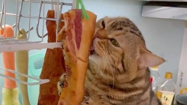 我妈挂在厨房的腊肉，没想到被这个家伙捷足先登了