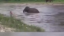 男子不慎被水冲走，路过大象下水救人