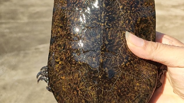 永春县鹰嘴龟养殖场