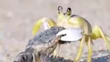 小乌龟刚出生，还没有爬向海洋，就被螃蟹叼走了