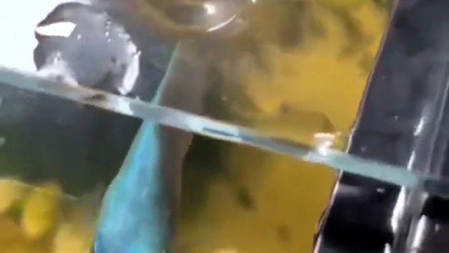 见过会吐口水的鱼吗