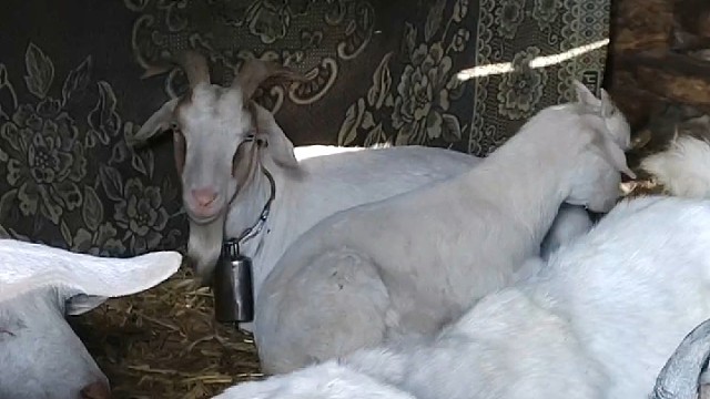 这个点了它还不起床