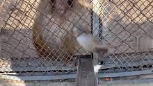 网友给猴子喂吃的发现真聪明，猴精猴精说的就是它吧