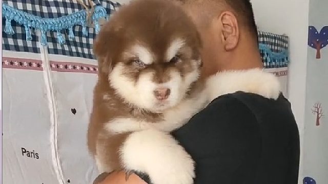 从出生到现在都是在姥爷胳膊上抱着长大的狗狗