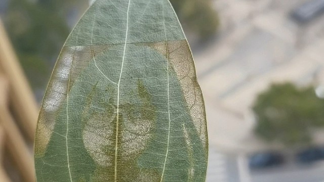树叶上面居然可以刻照片！