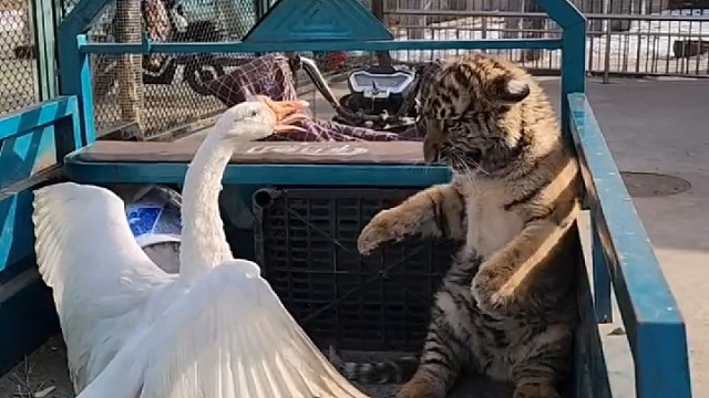 等会我妈妈来的时候你别哭就行