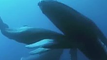 妈妈，求你别离开我们！座头鲸妈妈离世，两鲸鱼宝宝轮流托住妈妈的身体，不让其下沉。