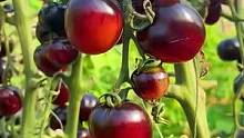 #黑番茄 #阳台小院均可种植 #优质农产品 #口感特别好价格实惠 #抖音助农 #新农人计划2023