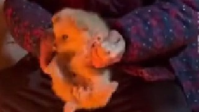 奶奶对它有爱，但是不多