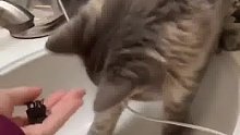 主人不小心把戒指掉进水槽里，这时候喵星人终于派上用场了