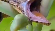螳螂吃掉被绑住的蜥蜴