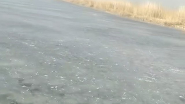 白洋淀