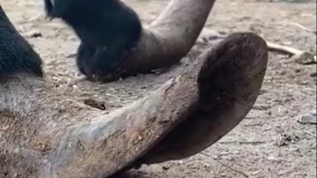 驴子可以受委屈，但是你不能切我的切尔西!