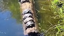 最后一个是内鬼，除了它的背是湿的，其余的乌龟背都是干的。